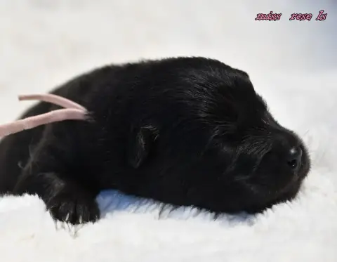 Eurasier  Chiot 3 Des Legendes De Retz photo 3