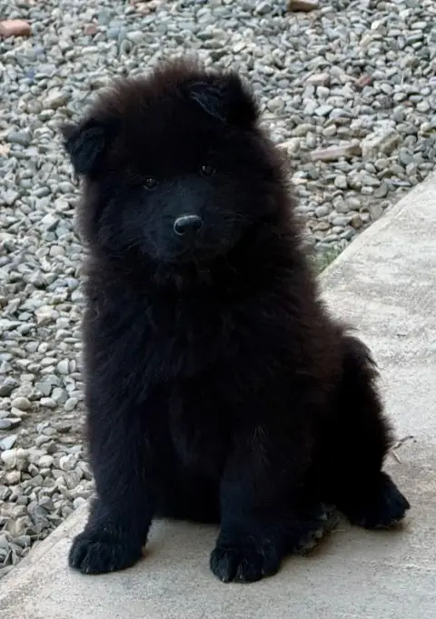 Eurasier  Mr Sans Collier Des Loups Du Midour