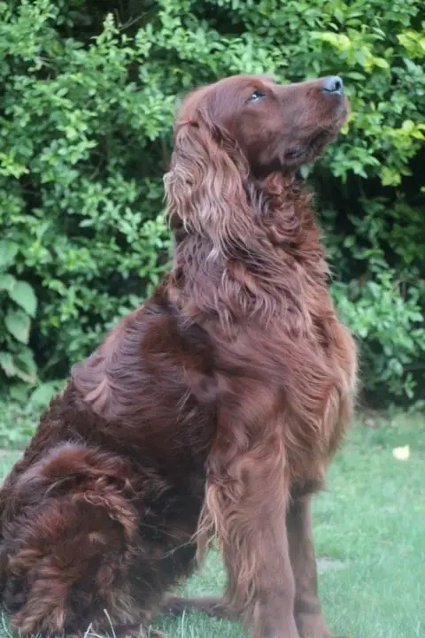 Setter Irlandais Rouge  Chiot N°1 Des Voutes De Saint 7e0ea photo 2