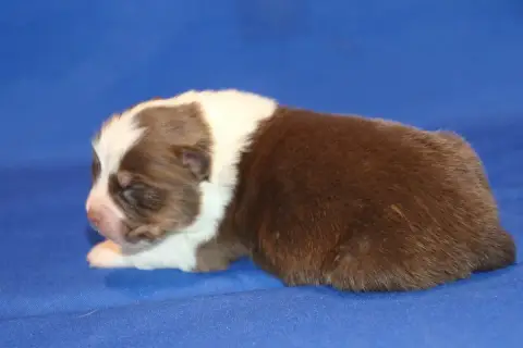 Berger Australien  Chiot N°1 Du Domaine De La Canurie e2dcd photo 3