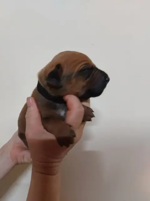 Rhodesian Ridgeback 
                        Collier  2876f