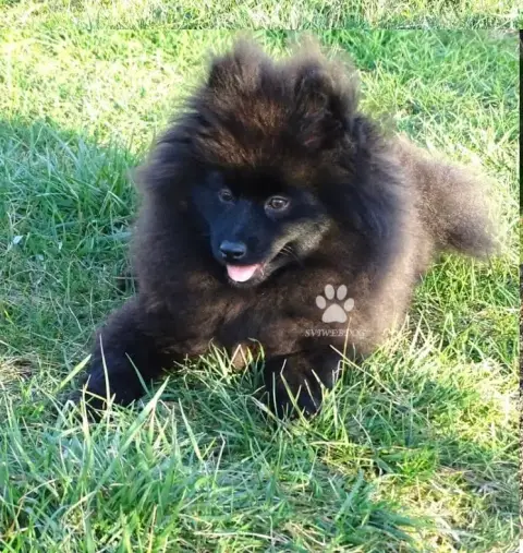Spitz Allemand