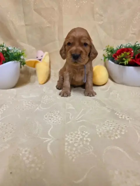 Cocker Spaniel Anglais 
                        B.... be9af photo 2