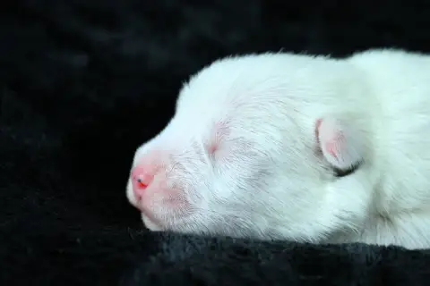 Parson Russell Terrier 
                        Bobby f0768 photo 3