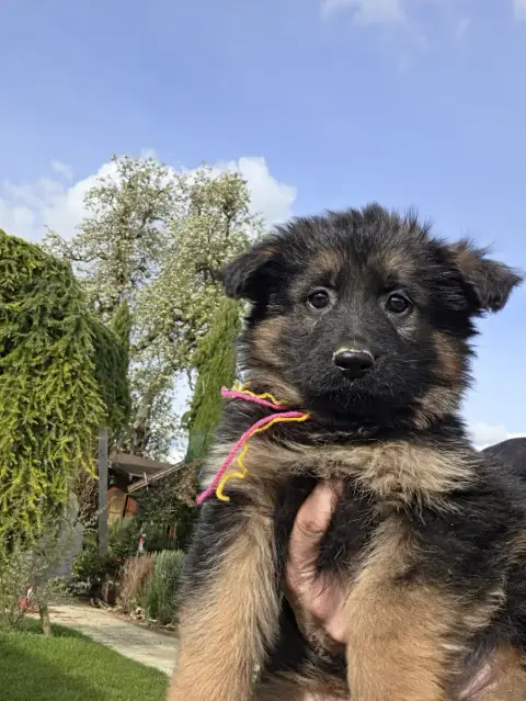 Berger Allemand Poil Long  Chiot N°7 De La Taverniere 1c16d
