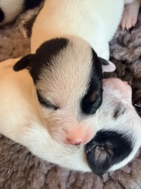 Jack Russell Terrier  Bonaparte Des Niglots Du Gard 2ef56 photo 3
