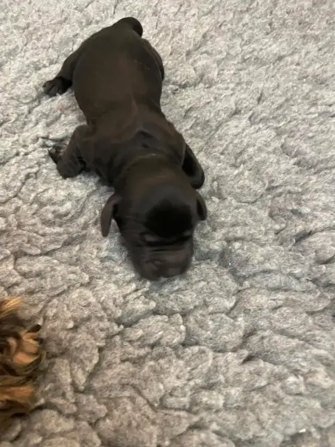 Cocker Spaniel Anglais 
                        B,,,, 6f3af