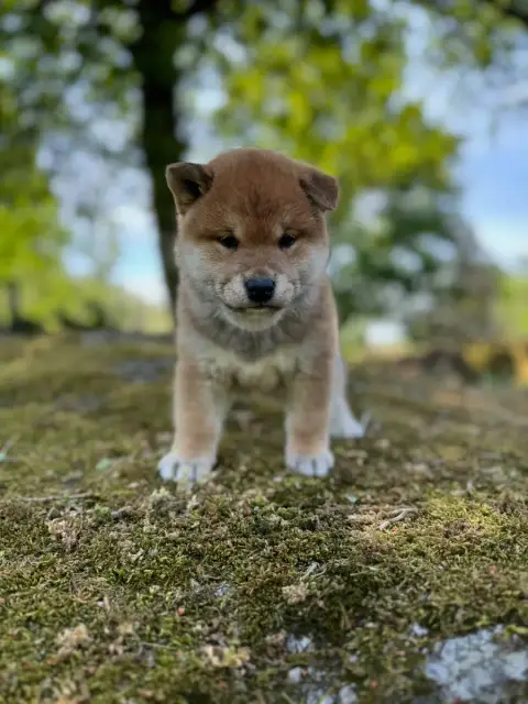 Shiba  Collier Gris - photo 2