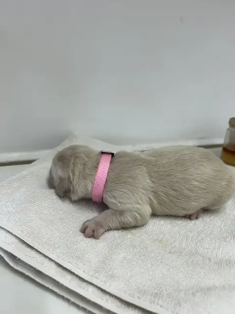 Golden Retriever  Collier Rose Des Champs D'Eypadero e76b6