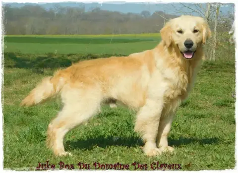 Golden Retriever  Prénom Libre Des Terres Des Forges ca347 photo 2