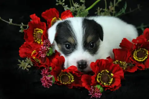 Parson Russell Terrier  Chiot 5 Des Very Important Pa 70dd2 photo 2