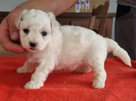 Bichon Frise  Chiot N°4 Des Hirondelles Du Voyage