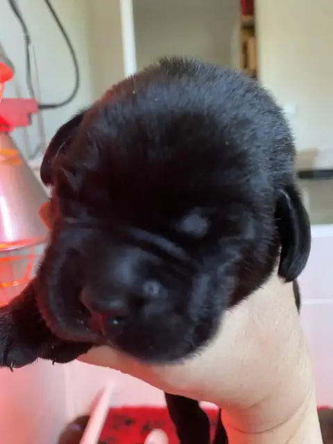 Labrador Retriever  Collier Jaune