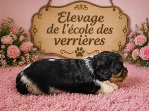 Cavalier King Charles Spaniel  Chiot N°2 De L'École D 9ed29