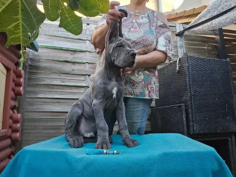 Dogue Allemand  Baboon Magique De La Guilde Des Néphi 4b15c photo 2