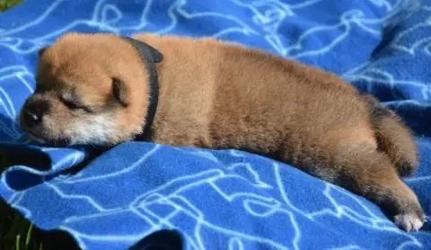 Shiba  Chiot N°2 Collier Noir photo 3