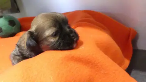 Lhassa Apso  Chiot N°3 Du Domaine Des Ecorces