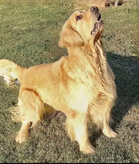 Golden Retriever  Monsieur Azur Des Terres Sacrées D' 2b860 photo 3