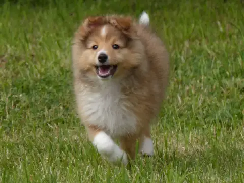 Shetland Sheepdog  B.... Du Domaine De Boisceaux