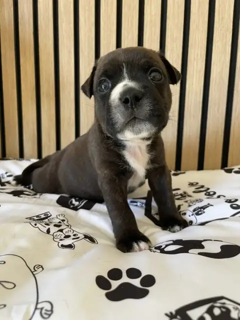 Staffordshire Bull Terrier  Chiot N°2 Of The Bubble S 8149f
