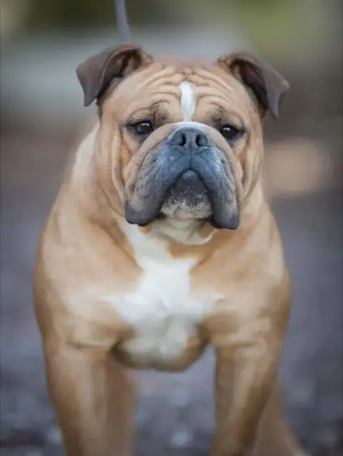 Bulldog Continental  Collier Bleu Des Colères D'Artém c6187 photo 2