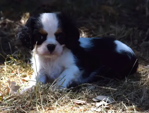 Cavalier King Charles Spaniel  Buck