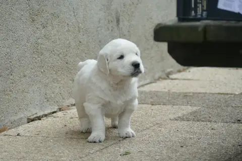 Golden Retriever  Chiot 5 De La Plaine Des Peupliers f999b photo 2