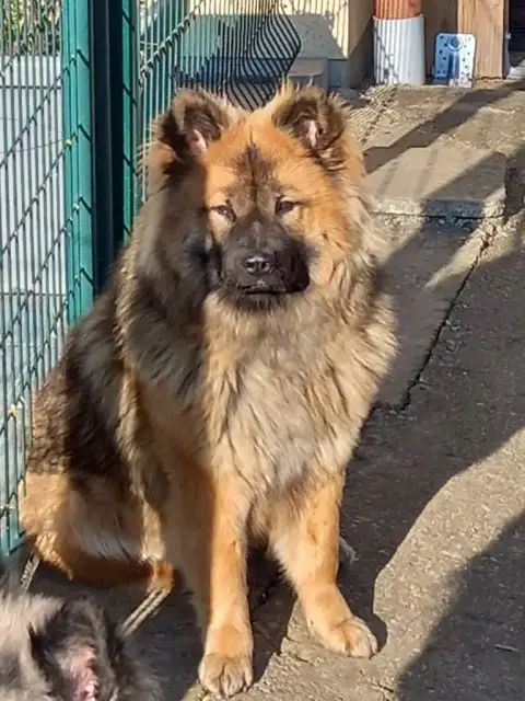 Eurasier  Birka Des Marais De Courmont