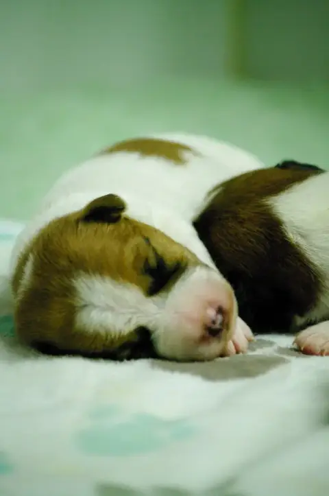 Jack Russell Terrier