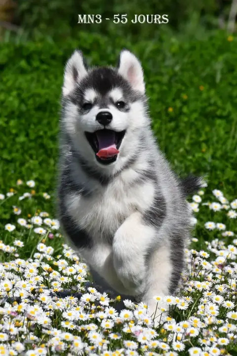 Siberian Husky  Black Idol De La Source Du Montet photo 3