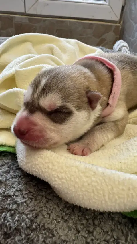 Siberian Husky  Babybelle Des Loups De La Sainte Baum b07b4