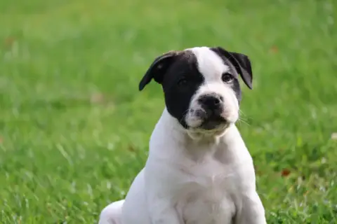 Staffordshire Bull Terrier  Chiot 5