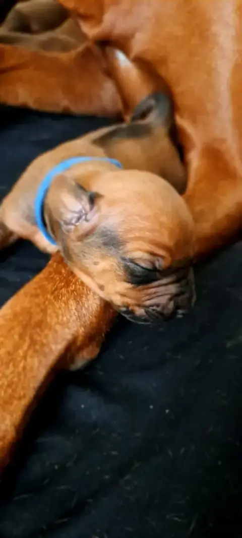 Rhodesian Ridgeback  Bijango Kutamba Familia Nostra a18bc