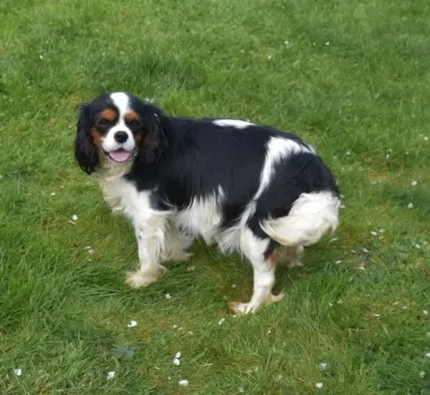 Cavalier King Charles Spaniel  B... Les Rondoudoux De f5dc2 photo 3