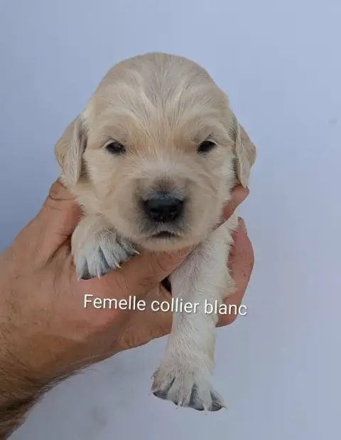 Golden Retriever  Femelle Collier Orange Du Domaine C e9741