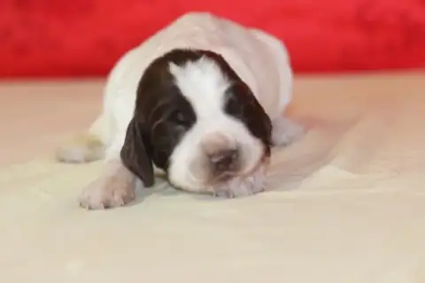 English Springer Spaniel photo 2