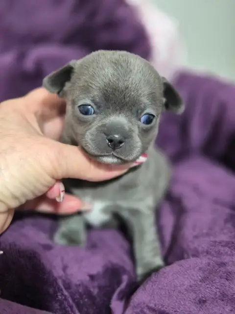 Chihuahua  Blueberry Des Petits Diamants Précieux photo 2