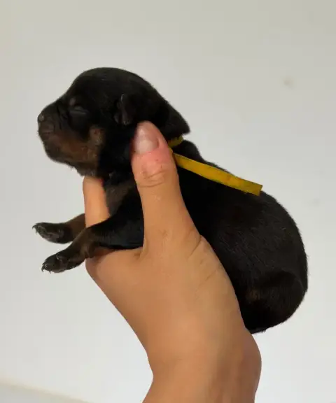 Rottweiler  Femelle Collier Jaune Du Domaine Des Démo 3d33c