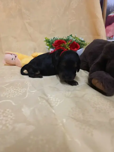 Cocker Spaniel Anglais 
                        B.... d149a photo 3