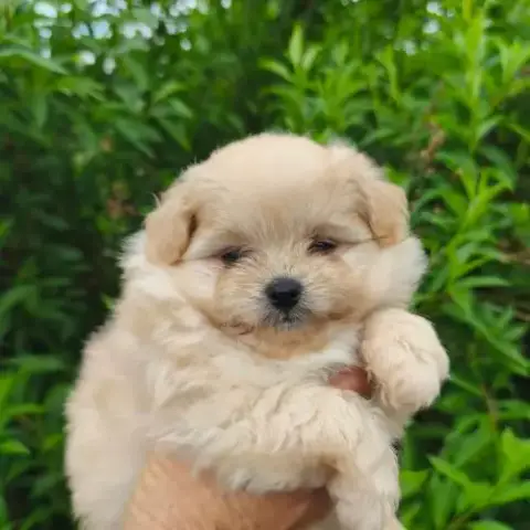 Chiots Doodle Mâle Et Femelle