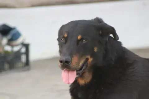 Berger De Beauce  Chiot N°2 De Genevayse