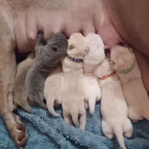 Magnifique Chiot  Bleu