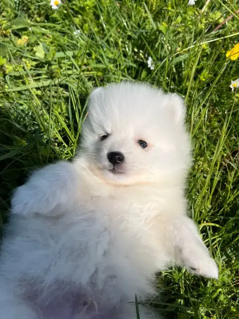 Spitz Japonais  Chiot N°2 De Jerrie Black photo 2