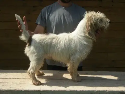 Petit Basset Griffon Vendeen  Baya Des Ronciers D Auv d8b76 photo 3