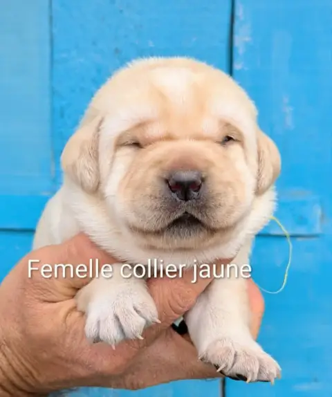 Labrador Retriever photo 2