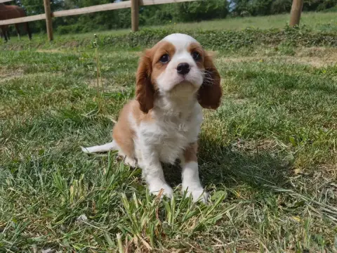 Cavalier King Charles Spaniel  Boston De Paline photo 2