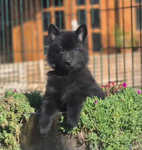 Berger Belge  Chiot N°8 Des Famonadyns