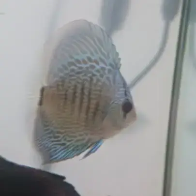 Discus Et Autre Poisson