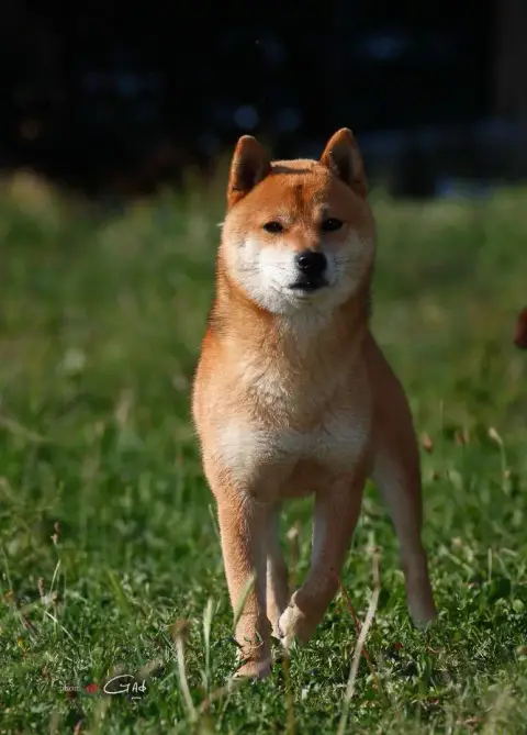 Shiba  Chiot photo 3
