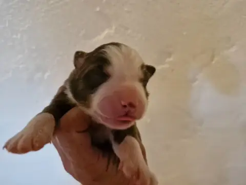 Berger Australien  Chiot 3 De La Rectouresse photo 2